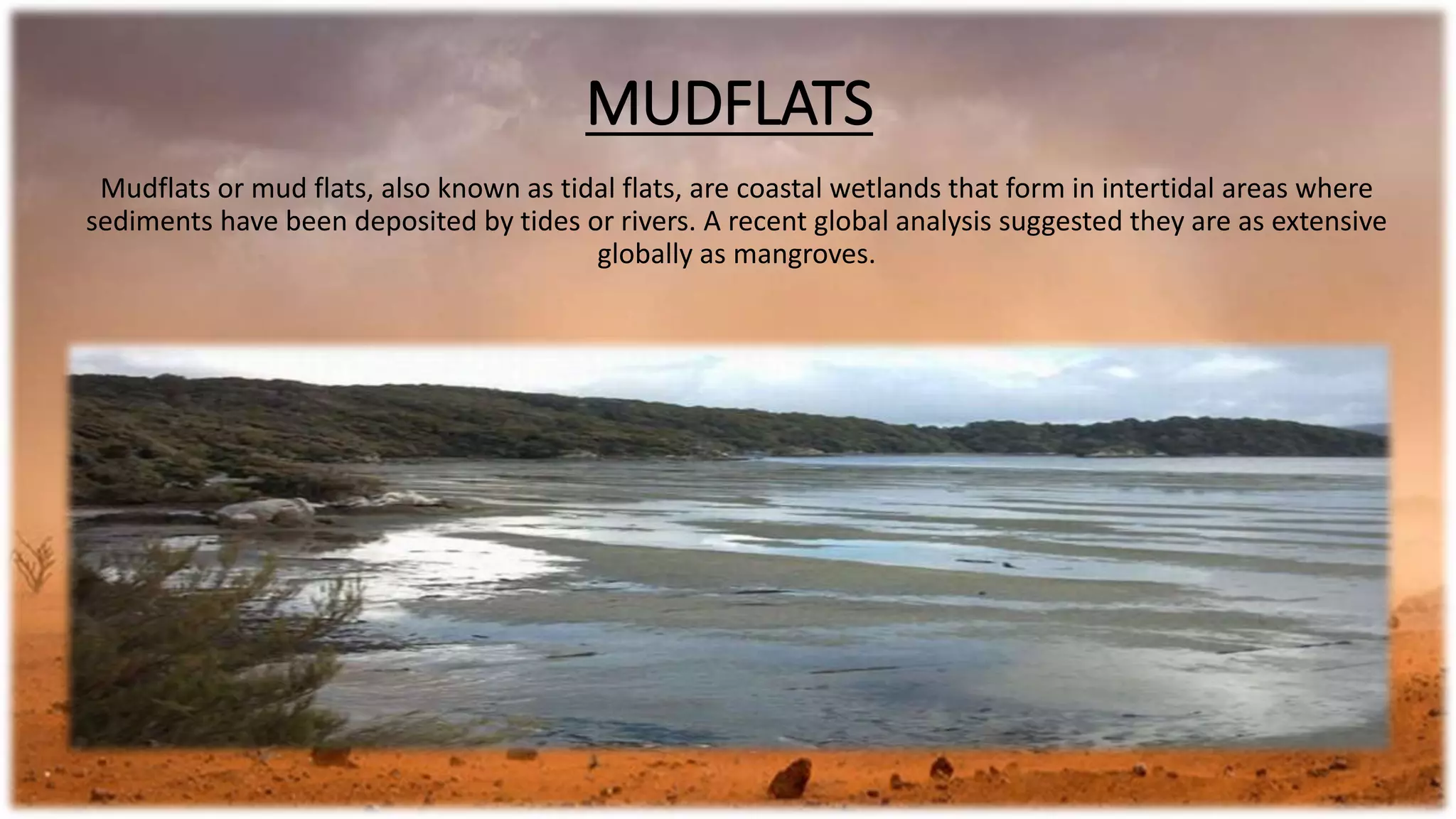 MUDFLATS
Mudflats or mud flats, also known as tidal flats, are coastal wetlands that form in intertidal areas where
sediments have been deposited by tides or rivers. A recent global analysis suggested they are as extensive
globally as mangroves.
 