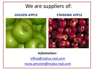 We are suppliers of:
Information:
office@malva-real.com
nuno.amorim@malva-real.com
GOLDEN APPLE STARKING APPLE
 