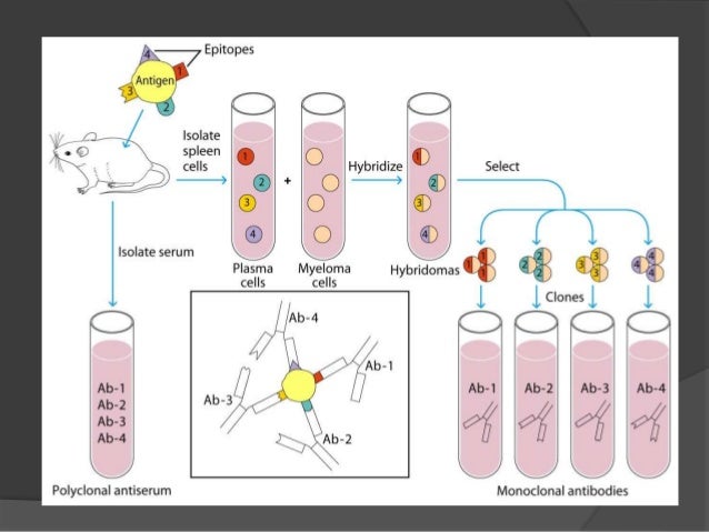 monoclonal antibody production