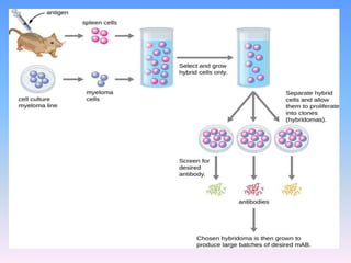 Monoclonal antibodies production slideshare | PPTX