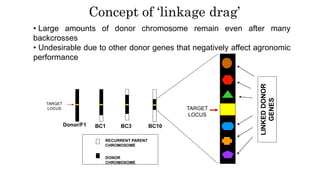Donor/F1 BC1
c
BC3 BC10
TARGET
LOCUS
RECURRENT PARENT
CHROMOSOME
DONOR
CHROMOSOME
TARGET
LOCUS
LINKEDDONOR
GENES
Concept of ‘linkage drag’
• Large amounts of donor chromosome remain even after many
backcrosses
• Undesirable due to other donor genes that negatively affect agronomic
performance
 