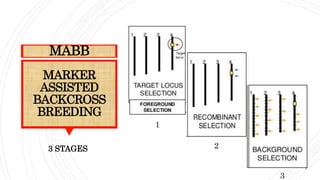 MARKER
ASSISTED
BACKCROSS
BREEDING
MABB
3 STAGES
1
2
3
 