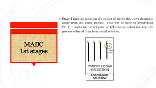 MABC
1st stages
 Stage I involves selection of a subset of plants that carry desirable
allele from the donor parent. This will be done by genotyping
BC1F1 plants for target gene or QTL using linked marker, the
process referred to as foreground selection.
 