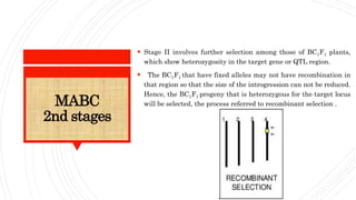 MABC
2nd stages
 Stage II involves further selection among those of BC1F1 plants,
which show heterozygosity in the target gene or QTL region.
 The BC1F1 that have fixed alleles may not have recombination in
that region so that the size of the introgression can not be reduced.
Hence, the BC1F1 progeny that is heterozygous for the target locus
will be selected, the process referred to recombinant selection .
 