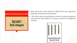 MABC
3rd stages
 Stage III involves final selection of BC1F1 that carry maximum
proportion of recurrent parent genome.
 This will be done by genotyping the selected backcross progenies
using genome wide markers, the process referred to background
selection
 