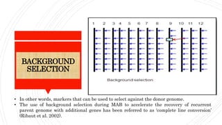 BACKGROUND
SELECTION
• In other words, markers that can be used to select against the donor genome.
• The use of background selection during MAB to accelerate the recovery of recurrent
parent genome with additional genes has been referred to as ‘complete line conversion’
(Ribaut et al. 2002).
 