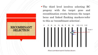 RECOMBINANT
SELECTION
 The third level involves selecting BC
progeny with the target gene and
recombination events between the target
locus and linked flanking markers-refer
to this as ‘recombinant selection’.
 