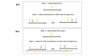 OR
Step 1 – select target locus
Step 2 – select recombinant on either side of target locus
BC1
OR
BC2
Step 4 – select for other recombinant on either side of target locus
Step 3 – select target locus again
* *
* Marker locus is fixed for recurrent parent (i.e. homozygous) so does not need to be selected for in BC2
 