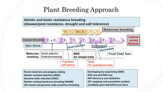 Plant Breeding Approach
Classic Breeding
Main Street
Molecular
breeding
Abiotic and biotic resistance breeding
(disease/pest resistance, drought and salt tolerance)
Parent selection and progeny testing
Marker-assisted selection (MAS)
Genome-wide selection (GWS)
Marker-assisted backcross breeding (MABB)
QTL-based and genome-wide predictive breeding
P1 x P2 F1 F8-10F6-7F4-5F3F2
Cultivar
variety
Release
Parent selection
Predictive breeding
True/false,
self testing
MAS
for simple traits
Preliminary
Final Yield Test
P1
x
BC1F1
Backcross breeding
MAS
for quantitative traits
Genotyping by sequencing (GBS)
RAD-seq and RNA-seq
SNP discovery and validation
QTL mapping and association analysis
Candidate gene identified and clone
 