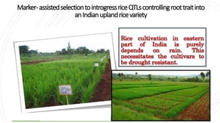 Marker-assistedselectiontointrogressriceQTLscontrollingroottraitinto
anIndianuplandricevariety
 