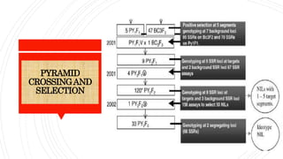 PYRAMID
CROSSINGAND
SELECTION
 