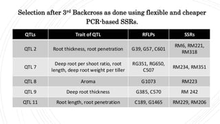 Selection after 3rd Backcross as done using flexible and cheaper
PCR-based SSRs.
 