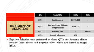 RECOMBINANT
SELECTION
 Negative selection was performed at these QTLs for Azucena alleles
because these alleles had negative effect which are linked to target
QTLs.
 