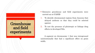 Greenhouse
and field
experiments
 Extensive greenhouse and field experiments were
carried out at UAS(B)
1. To identify chromosomal regions from Azucena that
delayed anthesis so that they could be selected
against.
2. To test the presence of pleiotropic or linkage drag
effects in developed Nils.
A segment on chromosome 1 that was introgressed
unintentionally that had a significant effect on grain
width.
 