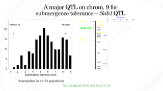 Amajor QTL on chrom. 9 for
submergence tolerance – Sub1 QTL
1 2 3 4 5 6 7 8 9
0
5
10
15
20
Submergence tolerance score
IR40931-26 PI543851
Segregation in an F3 population
0 10 20 30 40
LOD score
50cM
100cM
150cM
OPN4
OPAB16
C1232
RZ698
OPS14
RG553
R1016
RZ206
RZ422
C985
RG570
RG451
RZ404
Sub-1(t)
1200
850
900
OPH7
950
OPQ1
600
Xu and Mackill (1996) Mol Breed 2: 219
 