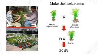 Make the backcrosses
Swarna
Popular variety
X
IR49830
Sub1 donor
F1 X
Swarna
BC1F1
 