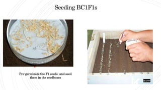 Pre-germinate the F1 seeds and seed
them in the seedboxes
Seeding BC1F1s
 
