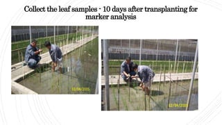 Collect the leaf samples - 10 days after transplanting for
marker analysis
 