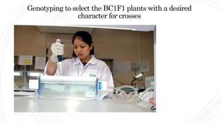Genotyping to select the BC1F1 plants with a desired
character for crosses
 