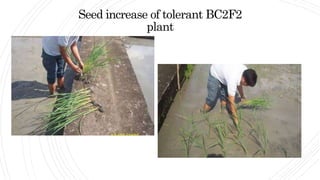 Seed increase of tolerant BC2F2
plant
 