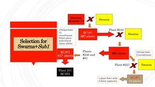 Selection for
Swarna+Sub1
Swarna/
IR49830 F1
Swarna
BC1F1
697 plants
Plant #242
Swarna
376 had Sub1
21
recombinant
Select plant
with fewest
donor alleles
158 had Sub1
5 recombinant
SwarnaPlant #227
BC3F1
18 plants
1 plant Sub1 with
2 donor segments
BC2F1
320 plants
Plants
#246 and
#81
Plant 237
BC2F2
BC2F2
937 plants
 