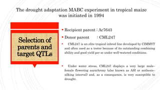 Selection of
parents and
target QTLs
 Recipient parent : Ac7643
 Donor parent : CML247
 CML247 is an elite tropical inbred line developed by CIMMYT
and often used as a tester because of its outstanding combining
ability and good yield per se under well-watered conditions.
 Under water stress, CML247 displays a very large male–
female flowering asynchrony (also known as ASI or anthesis–
silking interval) and, as a consequence, is very susceptible to
drought.
The drought adaptation MABC experiment in tropical maize
was initiated in 1994
 
