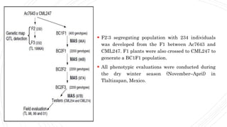  F2:3 segregating population with 234 individuals
was developed from the F1 between Ac7643 and
CML247. F1 plants were also crossed to CML247 to
generate a BC1F1 population.
 All phenotypic evaluations were conducted during
the dry winter season (November–April) in
Tlaltizapan, Mexico.
 