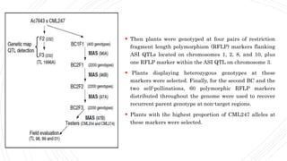  Then plants were genotyped at four pairs of restriction
fragment length polymorphism (RFLP) markers flanking
ASI QTLs located on chromosomes 1, 2, 8, and 10, plus
one RFLP marker within the ASI QTL on chromosome 3.
 Plants displaying heterozygous genotypes at these
markers were selected. Finally, for the second BC and the
two self-pollinations, 60 polymorphic RFLP markers
distributed throughout the genome were used to recover
recurrent parent genotype at non-target regions.
 Plants with the highest proportion of CML247 alleles at
these markers were selected.
 