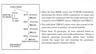  After the four MABC cycles, the 70 BC2F3 individuals
presenting the closest allelic composition at target and
non-target loci compared with the target genotype were
crossed to two CIMMYT testers, CML254 and CML274.
 Ten individual CML247 plants were also crossed to the
same two testers to produce 10 control hybrids.
 From those 70 genotypes, 30 were selected based on
their agronomic traits and yield performance. Doing so
allowed capturing favourable alleles from Ac7643
outside the target loci and removing the genotypes
presenting negative epistatic effects.
 