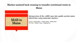 MAB in
Maize
Marker assisted back crossing to transfer nutritional traits in
Maize
 