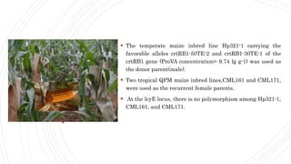  The temperate maize inbred line Hp321-1 carrying the
favorable alleles crtRB1-50TE-2 and crtRB1-30TE-1 of the
crtRB1 gene (ProVA concentration= 9.74 lg g-1) was used as
the donor parent(male).
 Two tropical QPM maize inbred lines,CML161 and CML171,
were used as the recurrent female parents.
 At the lcyE locus, there is no polymorphism among Hp321-1,
CML161, and CML171.
 