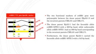  The two functional markers of crtRB1 gene were
polymorphic between the donor parent (Hp321-1) and
the recurrent parents CML161 and CML171.
 The donor parent Hp321-1 had the favorable allele
crtRB1-50TE-2 with a 600-bp band, while unfavorable
allele crtRB1-50TE-1 had an 800-bp band corresponding
to the recurrent parents CML161 and CML171.
 Furthermore, the donor parent Hp321-1 carried the
favorable allele crtRB1-30TE-2 with a 543-bp band.
crtRB1 3’TE gene Specific marker
 