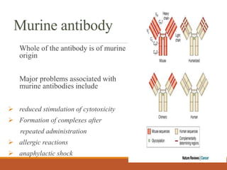Murine antibody
Whole of the antibody is of murine
origin
Major problems associated with
murine antibodies include
 reduced stimulation of cytotoxicity
 Formation of complexes after
repeated administration
 allergic reactions
 anaphylactic shock
 