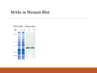 MAbs in Western Blot
 