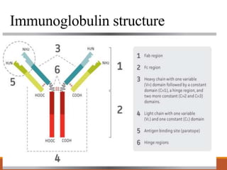Immunoglobulin structure
 