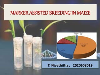 MARKER ASSISTED BREEDING IN MAIZE
T. Nivethitha , 2020608019
 