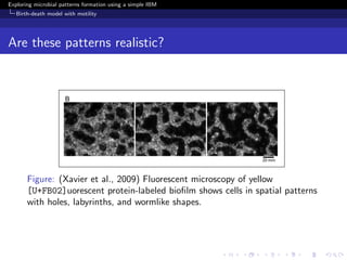 Exploring microbial patterns formation using a simple IBM
   Birth-death model with motility




Are these patterns realistic?




       Figure: (Xavier et al., 2009) Fluorescent microscopy of yellow
       [U+FB02]uorescent protein-labeled bioﬁlm shows cells in spatial patterns
       with holes, labyrinths, and wormlike shapes.
 