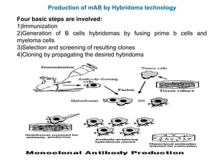 Monoclonal Antibodies and Hybridoma Technique | PPT