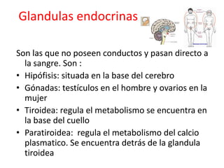Glandulas endocrinasSon las que no poseen conductos y pasan directo a la sangre. Son :Hipófisis: situada en la base del cerebroGónadas: testículos en el hombre y ovarios en la mujerTiroidea: regula el metabolismo se encuentra en la base del cuelloParatiroidea:  regula el metabolismo del calcio plasmatico. Se encuentra detrás de la glandula tiroidea