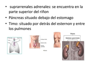  suprarrenales adrenales: se encuentra en la parte superior del riñonPáncreas situado debajo del estomagoTimo: situado por detrás del esternon y entre los pulmones 