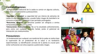 Contraindicaciones:
Aunque el uso tradicional de la caoba es común en algunas culturas,
hay varias consideraciones y precauciones:
•Seguridad y toxicidad: La seguridad del uso interno de extractos de
caoba no está bien establecida, y puede haber riesgos de toxicidad si se
consume en grandes cantidades o por períodos prolongados.
•Reacciones alérgicas: Las personas pueden ser alérgicas a ciertos
compuestos presentes en la caoba.
•Interacciones medicamentosas: No se ha estudiado suficientemente,
pero como con cualquier remedio herbal, existe el potencial de
interacción con medicamentos.
Precauciones:
Es fundamental que cualquier uso medicinal de la caoba se realice bajo
la supervisión de un profesional de la salud o un herbolario
experimentado. La identificación correcta de la planta es crucial para
evitar confusiones con otras especies y potenciales riesgos.
 