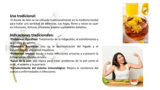Uso tradicional:
El diente de león se ha utilizado tradicionalmente en la medicina herbal
para tratar una variedad de dolencias. Las hojas, flores y raíces se usan
en infusiones, tinturas, ensaladas y como suplemento dietético.
Indicaciones tradicionales:
•Problemas digestivos: Tratamiento de la indigestión, el estreñimiento y
la pérdida de apetito.
•Trastornos hepáticos: Uso en la desintoxicación del hígado y el
tratamiento de afecciones hepáticas.
•Problemas renales: Ayuda a tratar infecciones urinarias y a prevenir la
formación de cálculos renales.
•Salud de la piel: Uso tópico para tratar problemas de la piel como el
acné, el eczema y la psoriasis.
•Fortalecimiento del sistema inmunológico: Mejora la resistencia del
cuerpo a enfermedades e infecciones.
 
