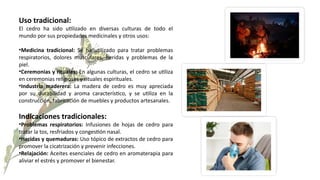 Uso tradicional:
El cedro ha sido utilizado en diversas culturas de todo el
mundo por sus propiedades medicinales y otros usos:
•Medicina tradicional: Se ha utilizado para tratar problemas
respiratorios, dolores musculares, heridas y problemas de la
piel.
•Ceremonias y rituales: En algunas culturas, el cedro se utiliza
en ceremonias religiosas y rituales espirituales.
•Industria maderera: La madera de cedro es muy apreciada
por su durabilidad y aroma característico, y se utiliza en la
construcción, fabricación de muebles y productos artesanales.
Indicaciones tradicionales:
•Problemas respiratorios: Infusiones de hojas de cedro para
tratar la tos, resfriados y congestión nasal.
•Heridas y quemaduras: Uso tópico de extractos de cedro para
promover la cicatrización y prevenir infecciones.
•Relajación: Aceites esenciales de cedro en aromaterapia para
aliviar el estrés y promover el bienestar.
 