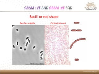 Introduction of Microbiology | PDF
