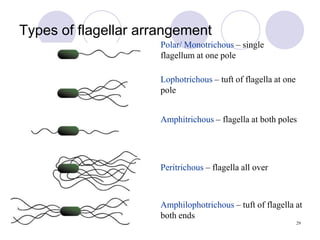 Understanding of the Bacterial Structure.ppt