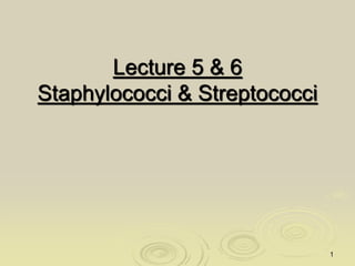 Lecture 5 & 6
Staphylococci & Streptococci
1
 
