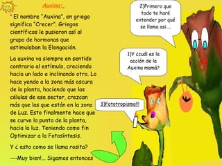 1)Y ¿cuál es la acción de la Auxina mamá? 2)Primero que todo te haré entender por qué se llama asi…. Auxina:   “  El nombre “Auxina”, en griego significa “Crecer”. Griegos científicos le pusieron así al grupo de hormonas que estimulaban la Elongación. La auxina va siempre en sentido contrario al estímulo, creciendo hacia un lado e inclinando otro. Lo hace yendo a la zona más oscura de la planta, haciendo que las células de ese sector, crezcan más que las que están en la zona de Luz. Esto finalmente hace que se curve la punta de la planta, hacia la luz. Teniendo como fin Optimizar a la Fotosíntesis.  Y ¿ esto como se llama rosita? ---Muy bien!... Sigamos entonces 3)Fototropismo!!! 