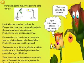1)Entonces como te iba diciendo… Que interesante lo que me cuenta mi mamá! Para explicarte mejor te servirá este dibujo: La Auxina para poder realizar la Elongación, hace que crezca el conjunto de planta entero, alargándose. Produciendo una acción específica. Para realizar el crecimiento, aumenta solo en el citoplasma, sólo las células. Produciéndose una acción general. Finalmente en la Mitosis, desde la célula madre se van dividiendo para terminar en células hijas idénticas. Todo la acción de la Auxina ocurre en la parte Terminal de nosotros, que se le dice  “Coleóptilo”. 
