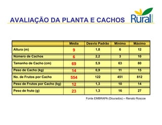 Apresentação - Macaúba como fonte alternativa
