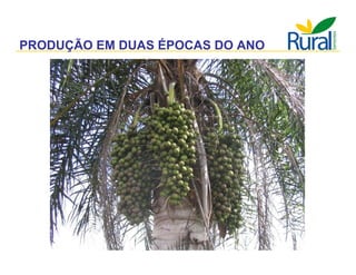 Apresentação - Macaúba como fonte alternativa